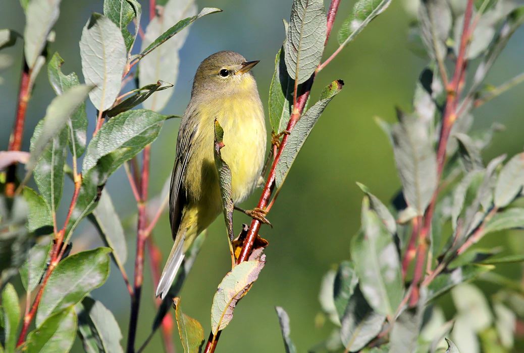 Orange-crownedWarbler_Ryan Brady