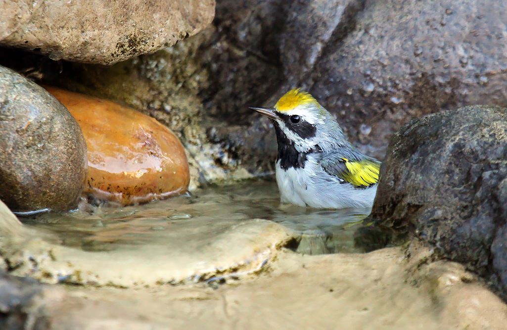 Goldenwinged Warbler_Ryan Brady